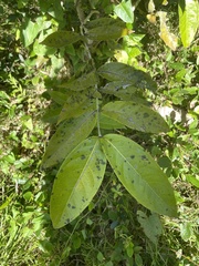 Heteropterys laurifolia