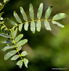 Magnoliopsida