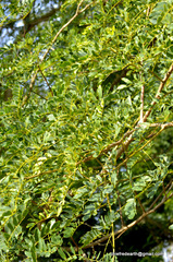 Magnoliopsida