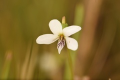 Viola vittata