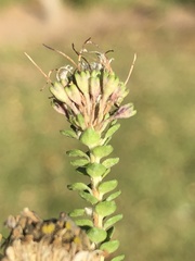 Agathosma cerefolium