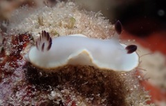 Ardeadoris scottjohnsoni