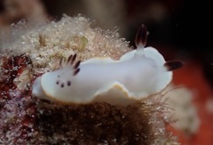 Ardeadoris scottjohnsoni