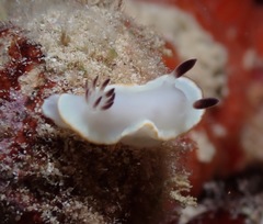 Ardeadoris scottjohnsoni