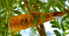 Magnoliopsida