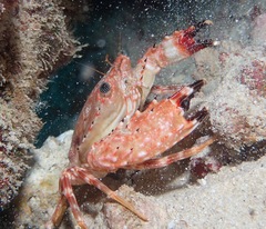 Goniosupradens hawaiensis