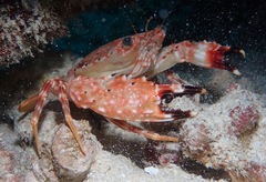 Goniosupradens hawaiensis