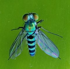 Condylostylus pruinosus