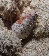 Conus pulicarius