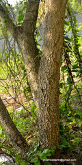 Magnoliopsida