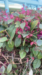 Loropetalum chinense