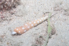 Terebra guttata