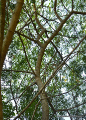 Magnoliopsida