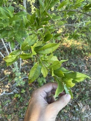 Cestrum citrifolium