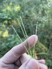 Digitaria horizontalis
