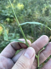 Digitaria horizontalis