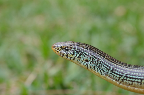Eastern Glass Lizard, Ophisaurus ventralis