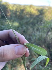 Digitaria horizontalis