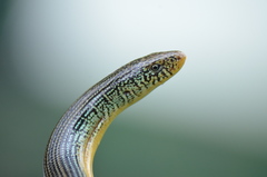 Ophisaurus ventralis image