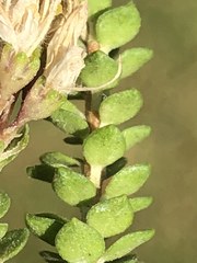 Agathosma cerefolium