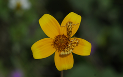 Chrysoecia dela