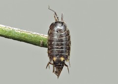 Hyloniscus