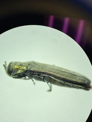 Agrilus atricornis