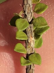 Agathosma cerefolium