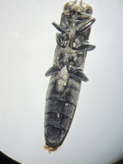 Agrilus atricornis