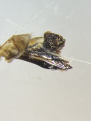 Agrilus atricornis