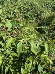 Varronia polycephala