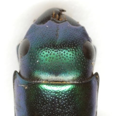 Temnoscheila acuta