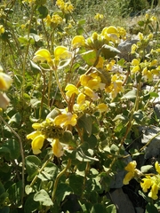 Phlomis chrysophylla