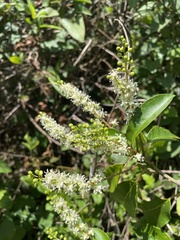 Trichostigma octandrum