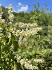 Trichostigma octandrum