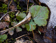 Peronospora potentillae