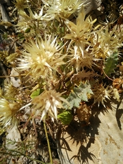 Chardinia orientalis