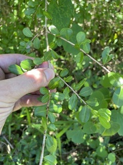 Erythroxylum brevipes