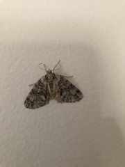 Pseudocoremia suavis