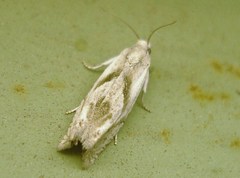 Eucosma metzneriana