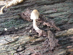 Mycena alcalina