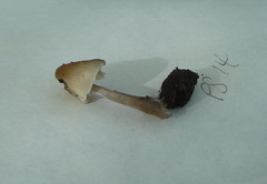Mycena alcalina