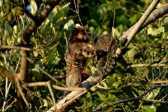 Callithrix penicillata