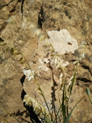 Melica persica