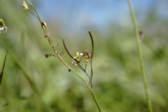 Arabis recta