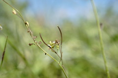 Arabis recta