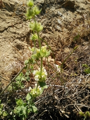 Nepeta italica