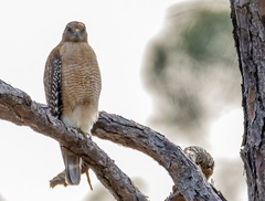 Buteo lineatus alleni