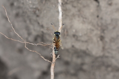 Trachypus denticollis