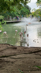 Phoenicopterus roseus